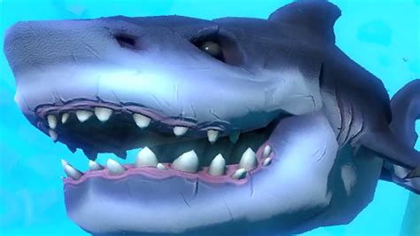 Büyük köpek balığı enes batur